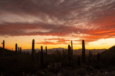 Saguaro 'nun siluetleri, Hohokom Yolu boyunca uzanan parlak günbatımı renklerinin altında, Karanlığın Kıyısında duruyor.