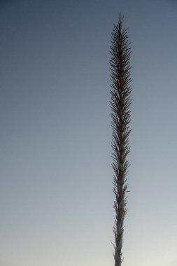 Tek Yucca Salk Büyük Virajda Kaybolan Mavi Gökyüzüne Karşı Duruyor