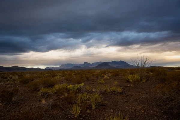 Spärliche Wüstenbürste Stürmischen Morgen Über Talboden Unter Chisos Stockbild