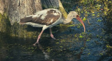 Everglades 'in Bataklık Sularında Yürüyen Beyaz Ibis Gençliği