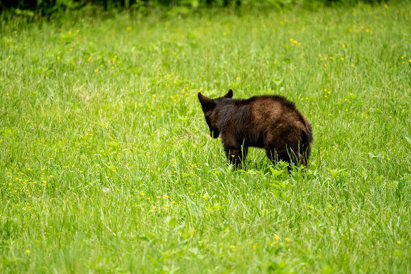 Молодой Черный Медведь стоит на травяном поле в Национальном парке Грейт-Смоки-Маунтинс