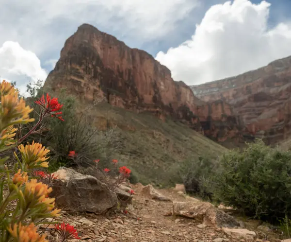 Geel Oranje Penseel Bloeit Langs Tonto Trail Grand Canyon Rechtenvrije Stockafbeeldingen