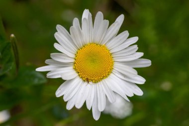Böcek, Redwood Ulusal Parkı 'nda Yeşil Özgeçmişli Parlak Daisy' nin üzerinde sürünüyor