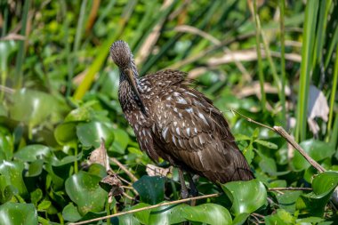Limpkin Başı Tırmalamak İçin Eğiliyor