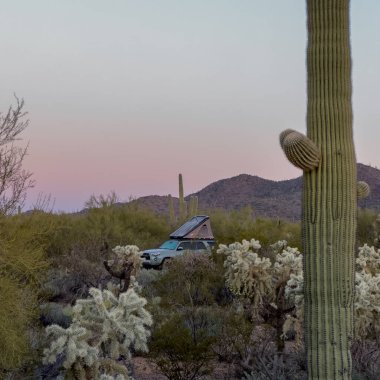 Tucson, ABD: 21 Ocak 2023: Çatı Çatı Çölü 'nün Zemininden Çıktı