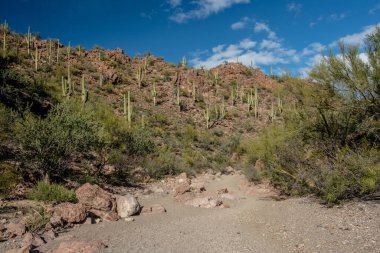 Saguaro Kaktüsü Saguaro Ulusal Parkı 'nda Kuru Yıkama Üzerine Uzun Büyüyor