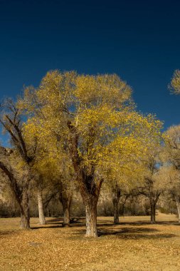 Big Bend Ulusal Parkı 'nda Kışın Küçük Sarı Pamuk Ağacı