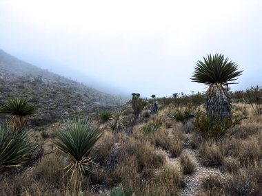 Big Bend Ulusal Parkı 'ndaki Yucca Kapalı Yabanda Yoğun Sis Oluyor