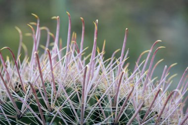 Fıçı Kaktüsü Bahşişleri Saguaro Ulusal Parkı 'nda boynunu kıran kuşlar kadar uzun