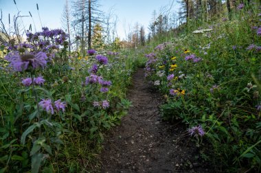 Vahşi çiçekler Rocky Dağı Ulusal Parkı 'ndaki Dar Yol' u ele geçirmeye başladı.