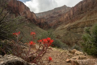 Grand Canyon Ulusal Parkı 'ndaki patikanın kenarında parlak kırmızı boya fırçası çiçek açıyor.