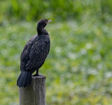 Çift tepeli karabatak Everglades 'te boşluğu kopyalayan Pylon' da oturur