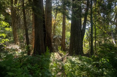 Yosemite 'deki Tiltill Vadisi yakınlarındaki Ormanda Eğreltiotu ve Kalın Flora