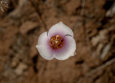 Pembe karıncalanmış Sego Lily Zion Ulusal Parkı 'nda çiçek açıyor