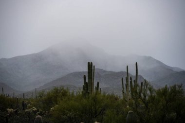 Saquaro Kaktüsü Saguaro Ulusal Parkı 'nın uzak dağlarını kaplayan Fırtına Bulutlarıyla Uzun Ayakta Duruyor