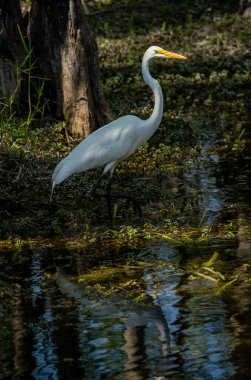 Everglades 'teki Bataklık Ormanında Büyük Akbalıkçıl' ın Başı