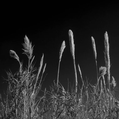 Büyük Virajda Uzun Çimenler Kara Gök 'e Karşı Siyah Beyaz