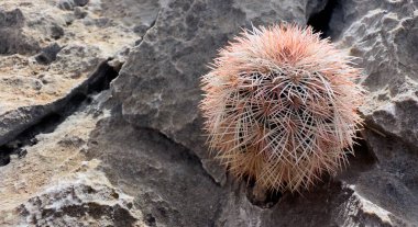 Küçük Kaktüs Büyük Virajda Rocky Trail 'de büyüyor.