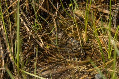 Everglades 'teki sığ bataklıkta bebek timsah alarmı.