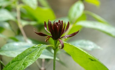 Tatlı Betsy Çalı Çiçeği Güney Carolina dağlarında baharda açılmaya başlıyor