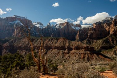 Kurumuş Ağaç Gövdesi, Zion Ulusal Parkı 'ndaki Karlı Batı Tapınağı' na uzanır.