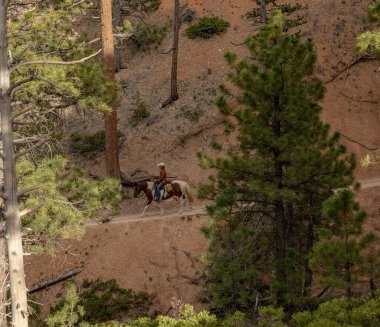 Bryce Canyon Ulusal Parkı, ABD: 21 Haziran 2023: Bryce Kanyonu 'nda At ve Sürücü