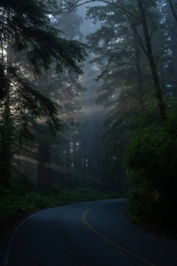 Sabah Güneşi, Redwood Ulusal Parkı 'ndaki Sis Yolu' nda Işınlanıyor