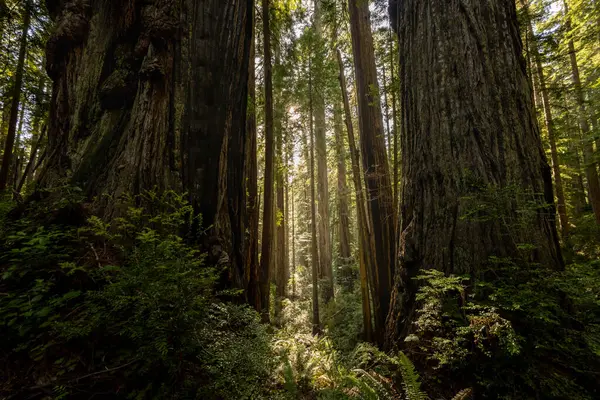 stock image Massive Redwood Trunks Stand As Gatekeepers To The Morning Light in Redwood National Park