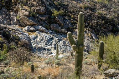 Saguaro Kaktüsü Saguaro Ulusal Parkı 'ndaki Beyaz At Deresi' nin yanındaki tepelerde ayakta duruyor.