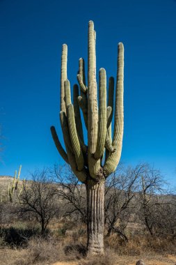 Olgun Saguaro Kaktüsleri Kışın Mavi Gökyüzüne Karşı Karmaşık Kollar