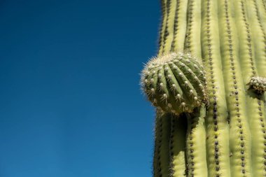 Saguaro Kaktüsü 'nde Yeni Gelişen Baloncuk Mavi Gökyüzü' nden Sola