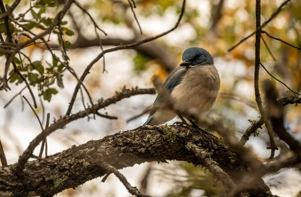 Colima Jay Tilts Head to Side While Sitting in Tree in the Chisos Mountains