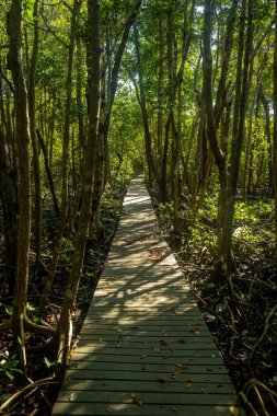 Everglades Ulusal Parkı 'nda Gölgeler Düz Tahta Yürüyüşü