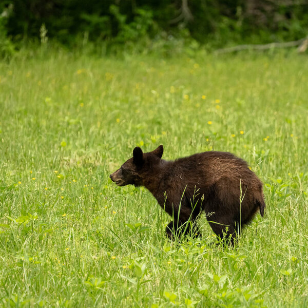 Молодой Черный Медведь Мид Галлоп на травяном поле в Кейдс Коув