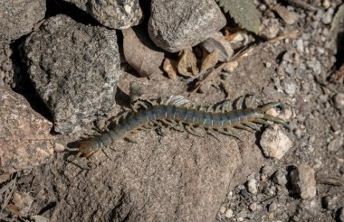 Kırkayak Yosemite 'de Rocky Patikasında Sürünüyor