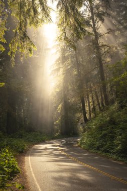 Sis Aksanları Kaliforniya 'daki Sekoya tepe örtüsünden geçen Parlak Işık Işıkları