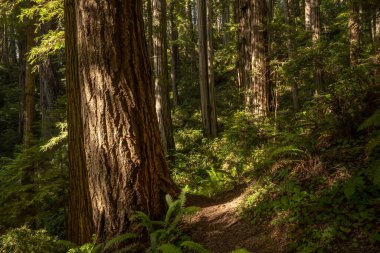 Redwood Ulusal Parkı 'ndaki Orman Zeminine Nazik Işık Düştü