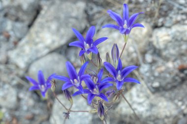 Yosemite 'deki Rocky Toprakları' na karşı Lily Çiçek Açtı