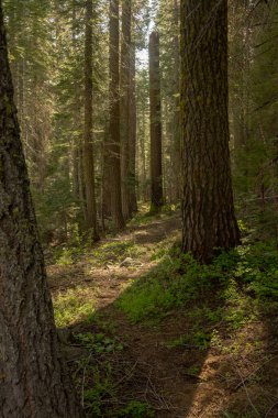 Yosemite 'deki Geyik Kampı Yolu' na doğru sert rüzgarlar esiyor.
