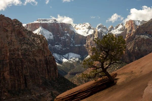 Small Tree Grows From The Sandstone Rocks At Canyon Overlook In Zion National Park