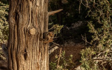 Bryce Kanyonu 'ndaki Kırık Ağaç Dalında Sincap Oturuyor