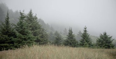Çam ağaçları Redwood Ulusal Parkı 'nın sisinde kaybolur.
