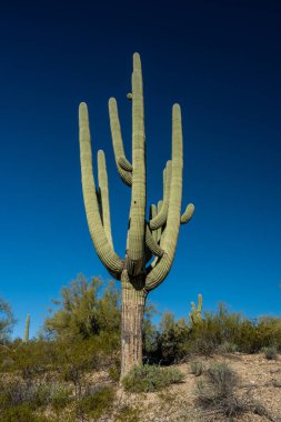 Çoklu Kollu Tek Saguaro Saguaro Ulusal Parkı 'nda Mavi Gökyüzüne Karşı Uzun Duruyor