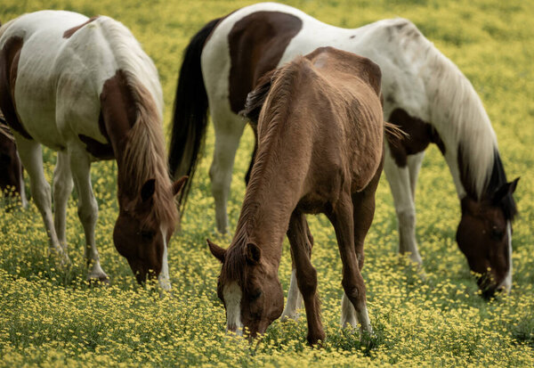 Три лошади пасутся среди полей, покрытых желтыми цветами в Кейдс-Коув