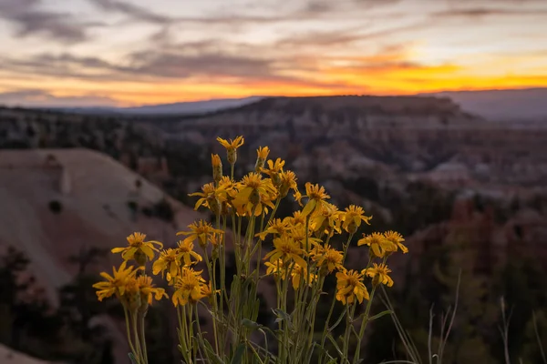 布莱斯峡谷日出时分峡谷边缘的黄色花朵绽放 图库照片