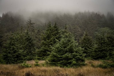 Kaliforniya Sahil Geçişleri Redwood Ulusal Parkı 'nda Çam Ormanına Yoğun Sisin Altında