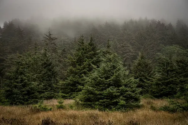 Kaliforniya Sahil Geçişleri Redwood Ulusal Parkı 'nda Çam Ormanına Yoğun Sisin Altında