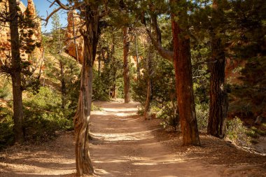 Bryce 'taki amfitiyatronun dibinde Ağaç Sıralı Yol
