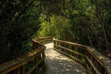 Everglades Ulusal Parkı 'ndaki Bataklık Ormanı' nda Tahta Yürüme Rüzgarı