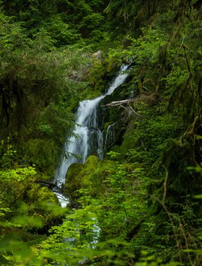 Nehir, Olimpiyat Ulusal Parkı 'ndaki yosunlu yeşil ormanların arasından hızla geçiyor.